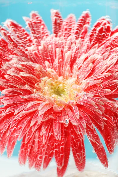 Beautiful flower in sparkling water, close-up — Stock Photo, Image