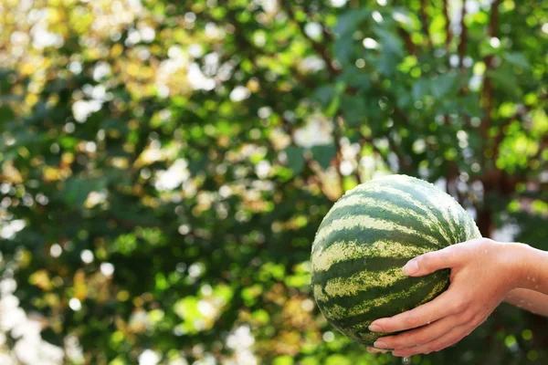 Washing watermelon, outdoors — Stock Photo, Image