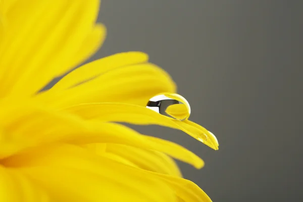 Water drop on yellow flower on dark background — Stock Photo, Image