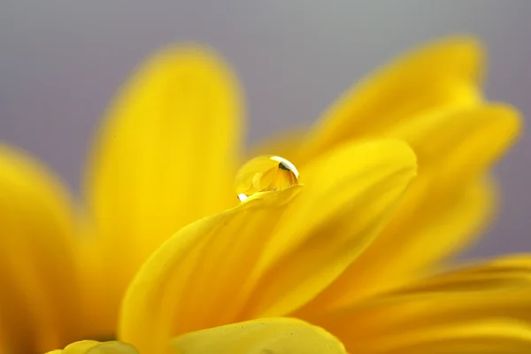 Σταγόνα νερού σε κίτρινο λουλούδι σε σκούρο φόντο — Φωτογραφία Αρχείου