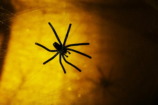 Telaraña con araña sobre fondo colorido — Foto de Stock