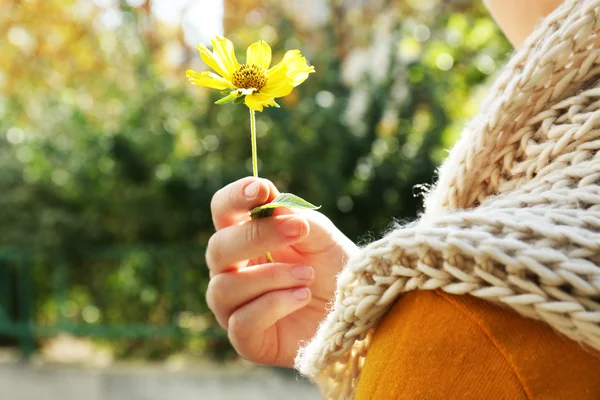 Vacker höst blomma i handen — Stockfoto