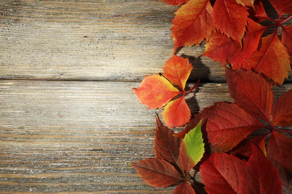 Schöne Herbstblätter — Stockfoto