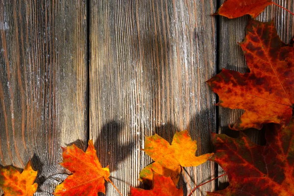 Herbstblätter auf braun — Stockfoto