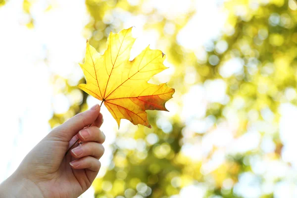 Hand holding maple leaf — Stock Photo, Image