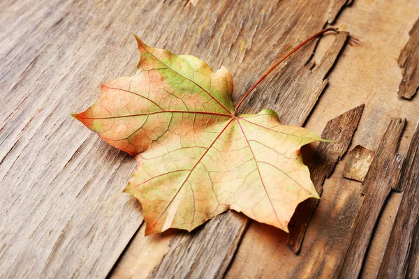 美しい秋の紅葉 — ストック写真