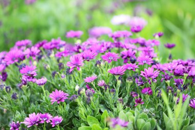 Bahçedeki güzel çiçekler