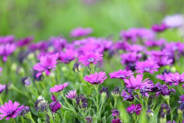 Bahçedeki güzel çiçekler