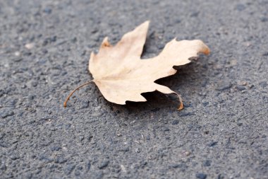 Asfalt yakın çekim sonbahar yaprağı