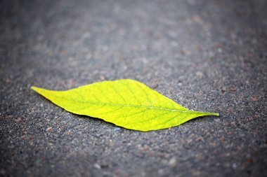 Asfalt yakın çekim sonbahar yaprağı