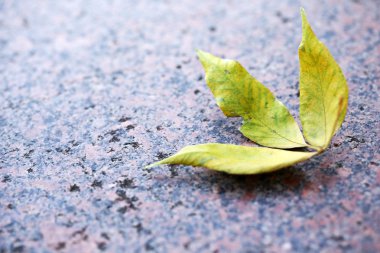Asfalt yakın çekim sonbahar yaprağı