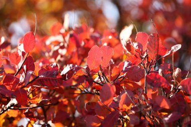 güzel sonbahar arka plan