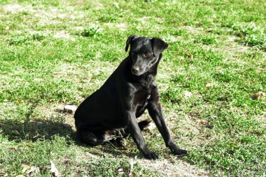 açık havada köpek