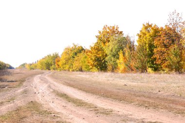 Yol ve güzel sonbahar ağaçlar