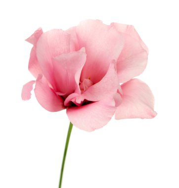 Güzel Eustoma çiçeği beyaza izole edilmiş.