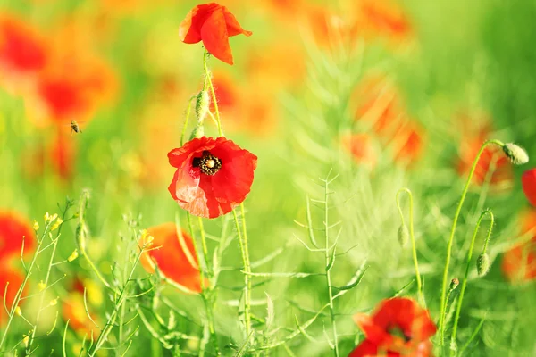 Rote Mohnblumen — Stockfoto