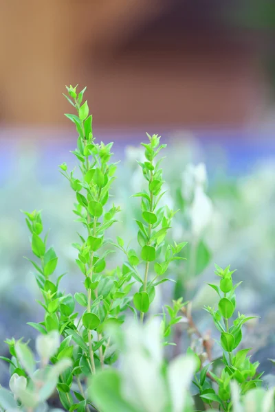 Nature background — Stock Photo, Image