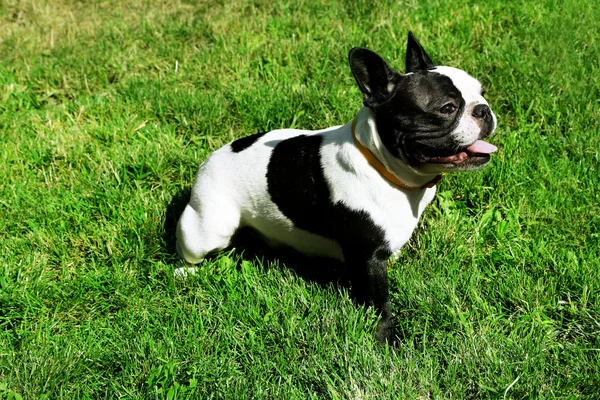 Leuke Franse bulldog op gras — Stockfoto