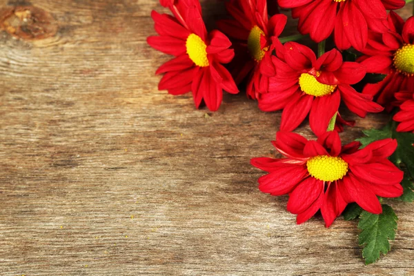 Červená chrysanthemum na dřevěné pozadí — Stock fotografie