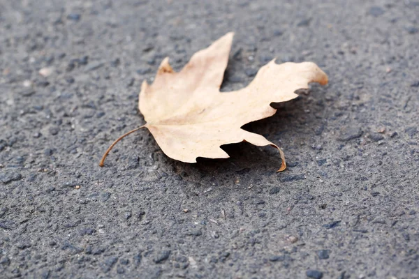 Folha de outono em asfalto close-up — Fotografia de Stock