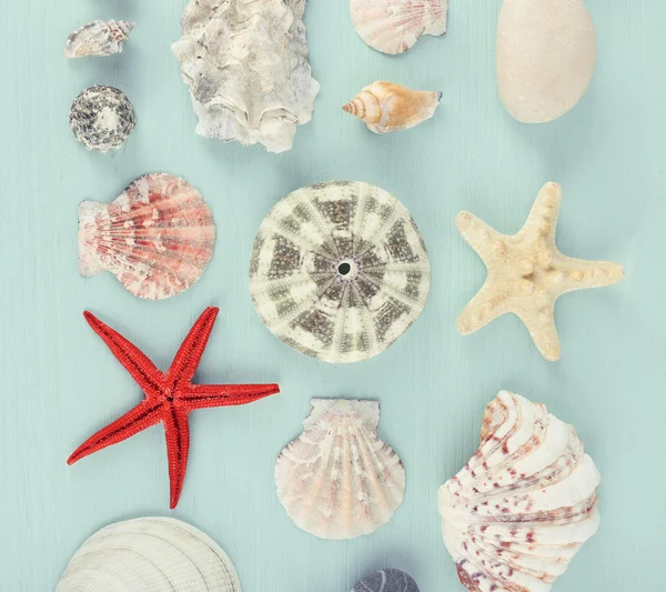 Mořské suvenýry na světle modrém pozadí — Stock fotografie