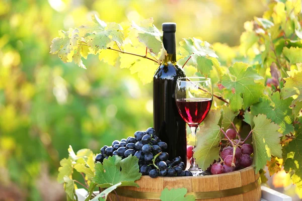 Sabroso vino en barrica de madera sobre fondo de plantación de uva — Foto de Stock