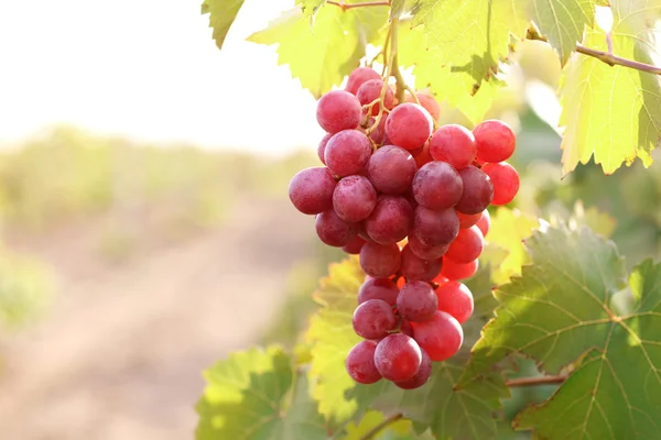 Bunches of ripe grape on plantation closeup — Stock Photo, Image