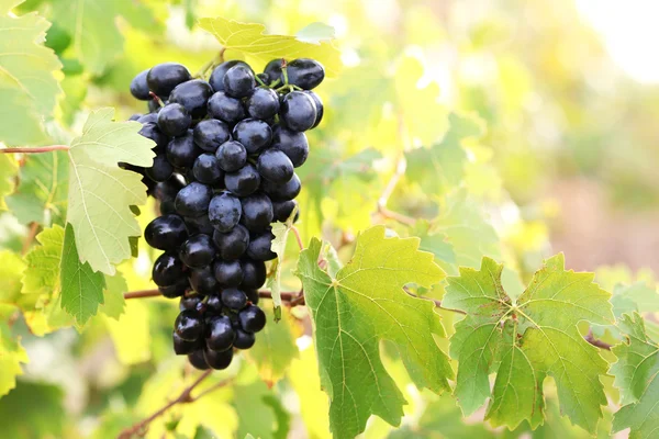 Racimos de uva madura en primer plano plantación — Foto de Stock