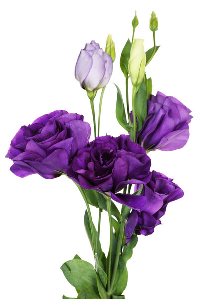 Beautiful violet eustoma isolated on white