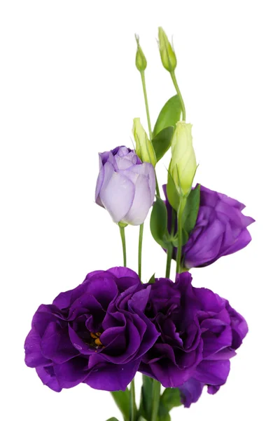 美しい紫のトルコギキョウ白で隔離 — ストック写真