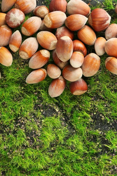 Hasselnötter på grönt gräs bakgrund — Stockfoto