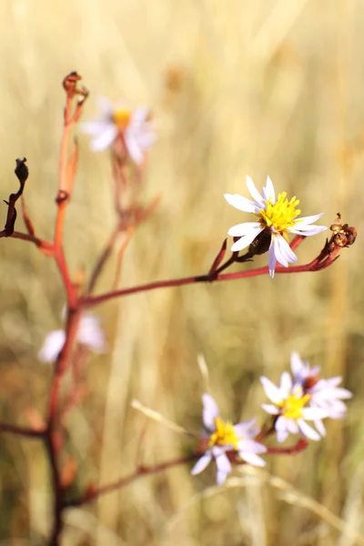 Beautiful wildflowers in field — Stock Photo, Image