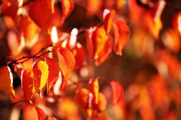 Mooie herfst achtergrond — Stockfoto