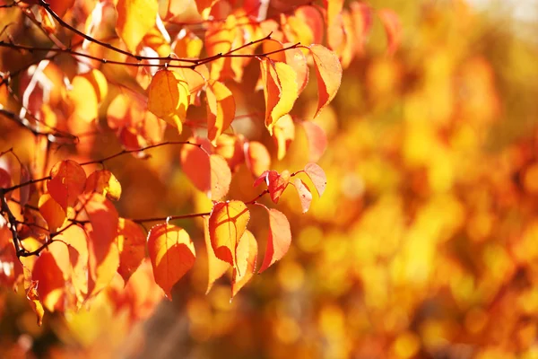 美丽的秋天背景 — 图库照片