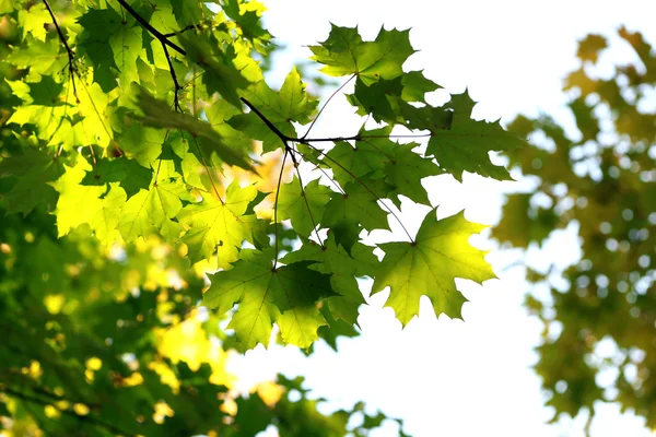 Hermosas hojas de árbol —  Fotos de Stock
