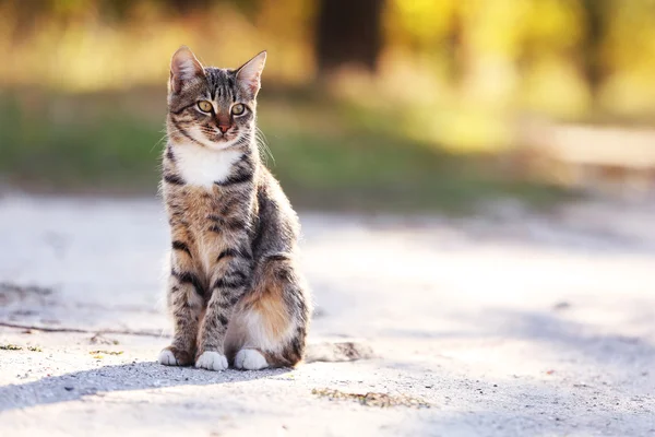Кошка на улице — стоковое фото
