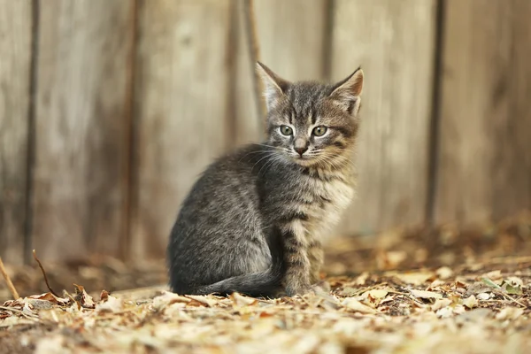 Gattino all'aperto — Foto Stock