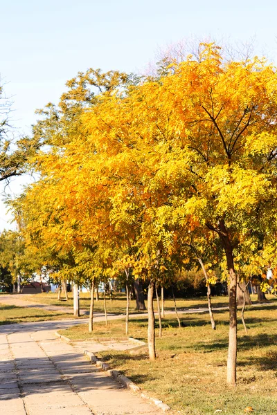 Schöne Herbstbäume im Park — Stockfoto