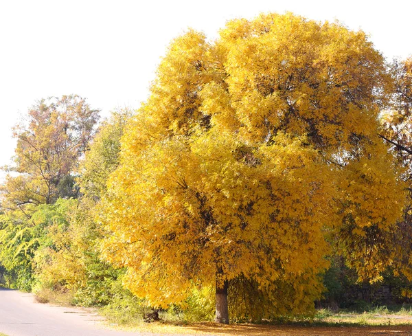 Beautiful autumn trees in park — Stock Photo, Image