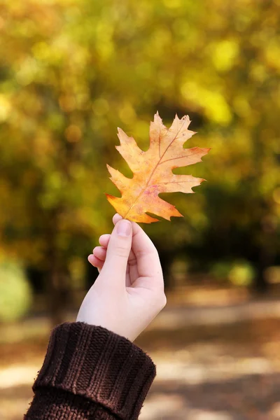 Beautiful autumn leaf in hand on nature background — Stock Photo, Image