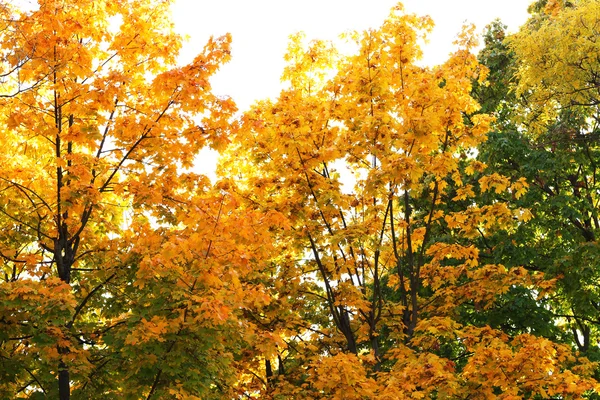 Belas árvores de outono — Fotografia de Stock