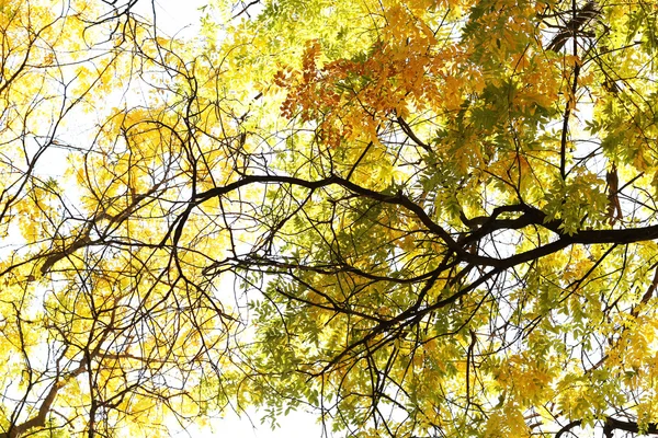 美しい秋の木小枝 — ストック写真