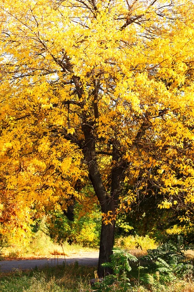 Hermoso árbol de otoño —  Fotos de Stock