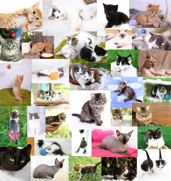 Collage de lindos gatos — Foto de Stock