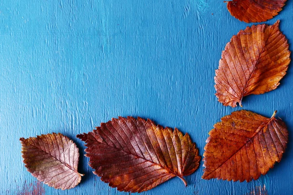 Το φθινόπωρο τα φύλλα σε μπλε φόντο ξύλινη — Φωτογραφία Αρχείου