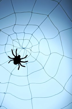 web üzerindeki siyah örümcek