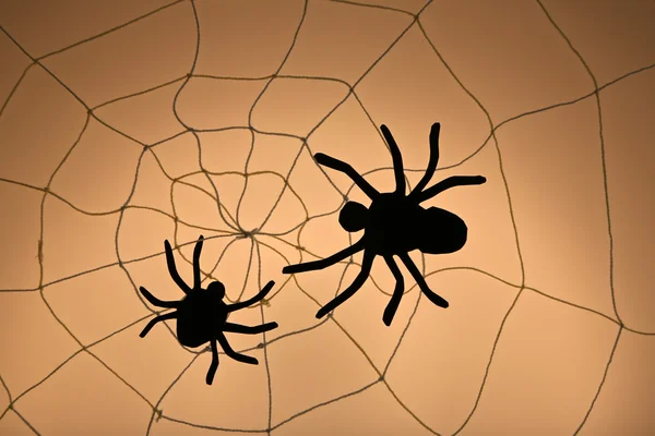 Black Spiders on web — Stock Photo, Image