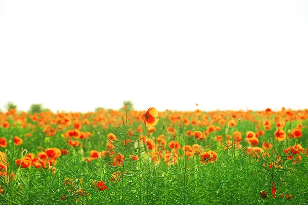 Poppy flowers outdoors — Stock Photo, Image