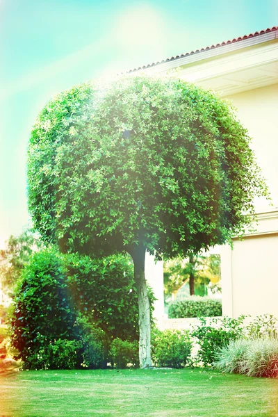 Hermoso árbol en el parque — Foto de Stock