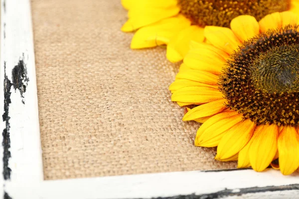 Mooie zonnebloemen op frame — Stockfoto